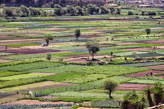 The Vegetable Fields of Almolonga, Guatemala