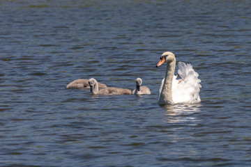 Mute swan cygnet