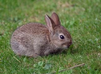 Young wild Rabbit feediong on grass.