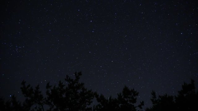Night timelapse with trees against starry sky