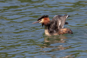 Great crested grebe