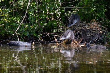 Mother and chicks. Eurasian coot, waterfowl