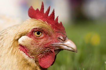 poule