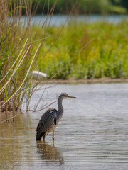 Grey Heron in habitat