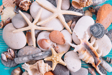 shells texture. summer concept. close up
