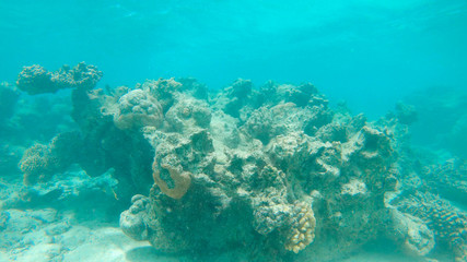 UNDERWATER: Horrible global warming bleaching the once colorful coral reefs.