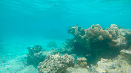 UNDERWATER: Intensive overfishing killed off all fish near the bleached reef. © helivideo