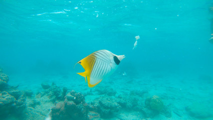 UNDERWATER: Small yellow tropical fish feeds on bread floating around the sea.