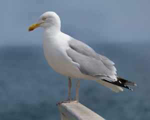 Large Herring Gull at seaside resort looking for food.