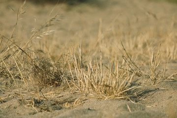 Fototapeta premium Sand and dry grass. The texture of the earth with dry grass and small rare bundles of dry plants.v
