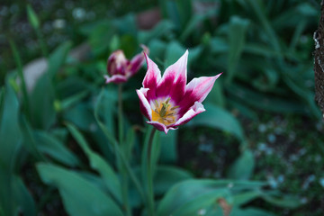 Flowers in the garden