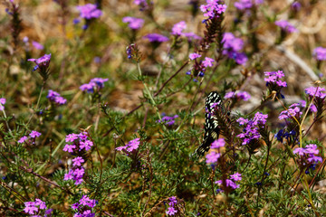 Black and white Butterfly flapping his wings in the field