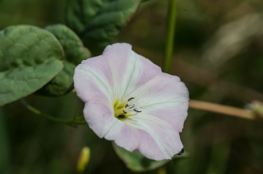 Ackerwinde