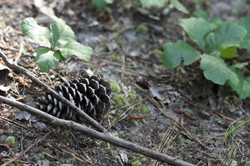 Pinecone on the Forest Floor