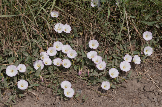 Ackerwinde