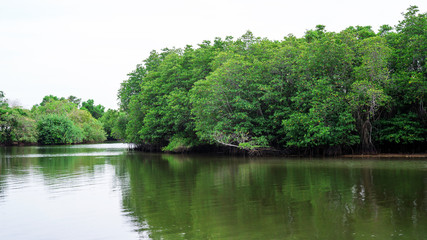 Mangrove forest at Songkhla lake in a south of Thailand.