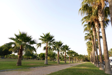 Fototapeta na wymiar High rows of palm trees along the footpath. Beautiful view of the subtropics.