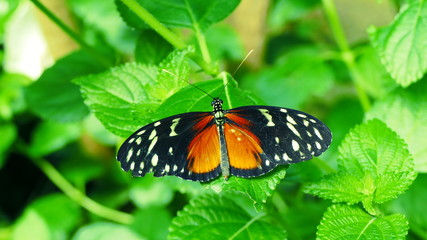 papillon orange et noir