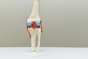 Knee joint model in medical office