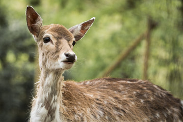 Biche