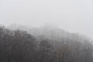 Fototapeta na wymiar Branches on a foggy winter day