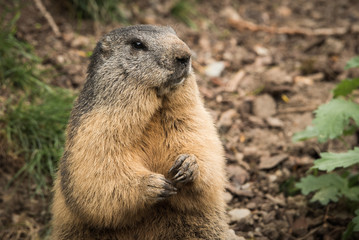 Marmotte