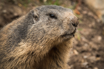 Marmotte