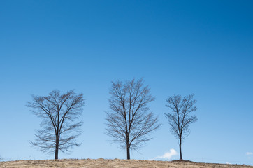 美瑛の美しい風景 / 北海道 美瑛氏の観光イメージ