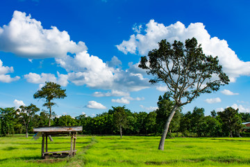 The beautiful green rice paddy fields and trees. On the bright sky