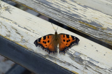 butterfly
