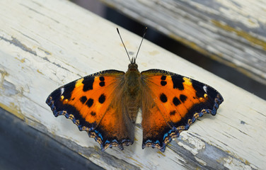butterfly