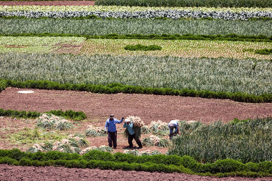 The Vegetable Fields of Almolonga, Guatemala