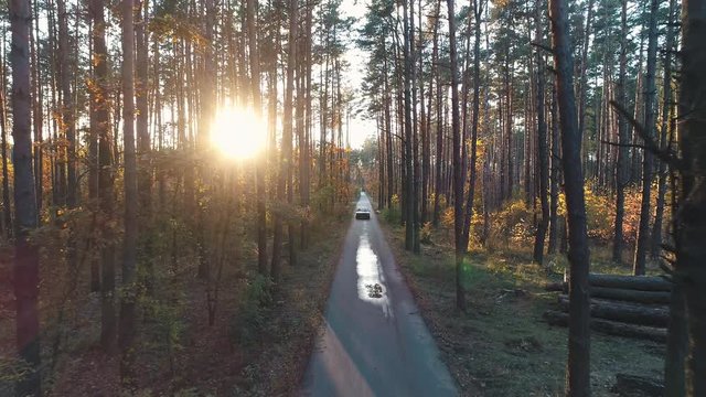 Old car rides in wood in sunlight.