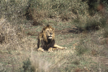 Lion (Panthera leo), Kruger National Park, Mpumalanga, South Africa
