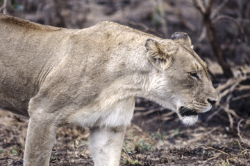 Obraz premium Lion (Panthera leo), Kruger National Park, Mpumalanga, South Africa 