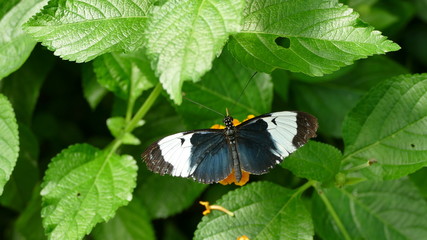 papillon noir bleu