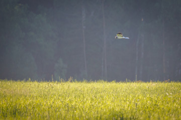buzzard