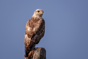 buzzard