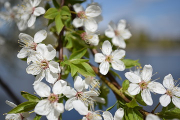 Blooming Apricot Branch on a Spring Day