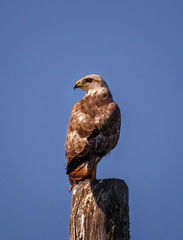buzzard