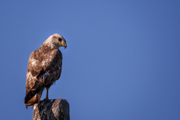 buzzard