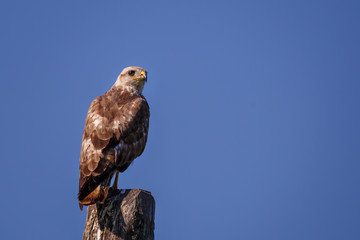 buzzard