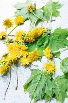 Cut yellow dandelions and leaves