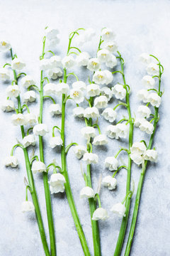 Lily of the valley flowers on white background