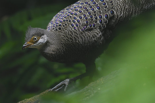 Grey peacock-pheasant bird China