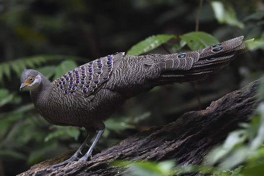 Grey peacock-pheasant bird china