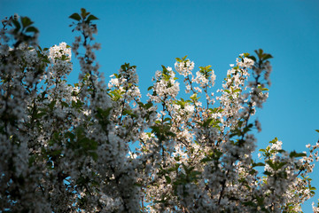 Flowers in the garden