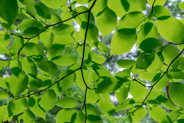 雨で濡れたはっぱ /梅雨のイメージ