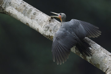Great slaty woodpecker bird China