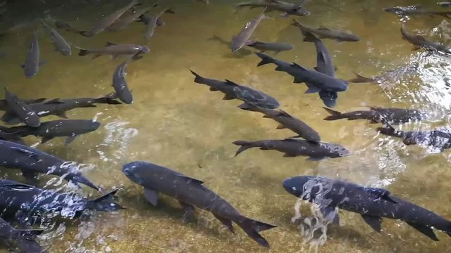 Mahseer barb (scientific name: Neolissochilus) Group fish are swimming in crystal clear waterfalls. It overlooks the rocky ground below.